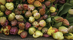 Tulip Buds